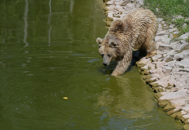 İzmir Doğal Yaşam Parkı’ndaki hayvanlara ‘yaz’ menüsü